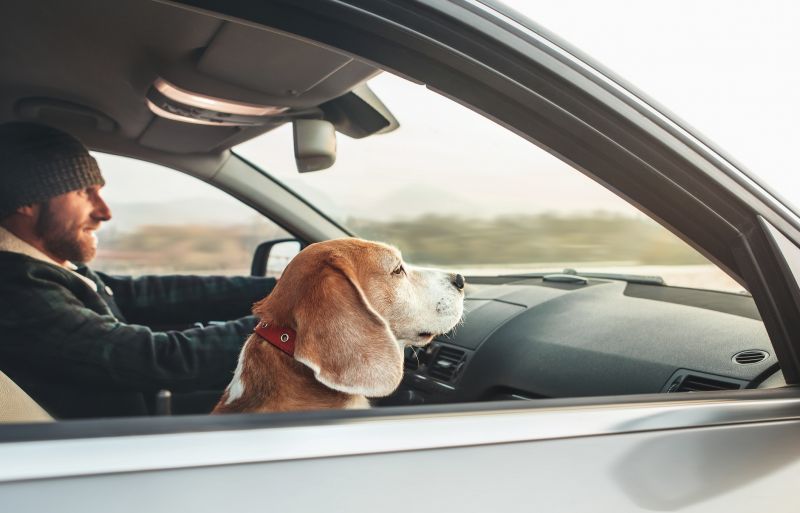 Verkehrsrecht, Hund sitzt im Auto auf dem Beifahrersitz